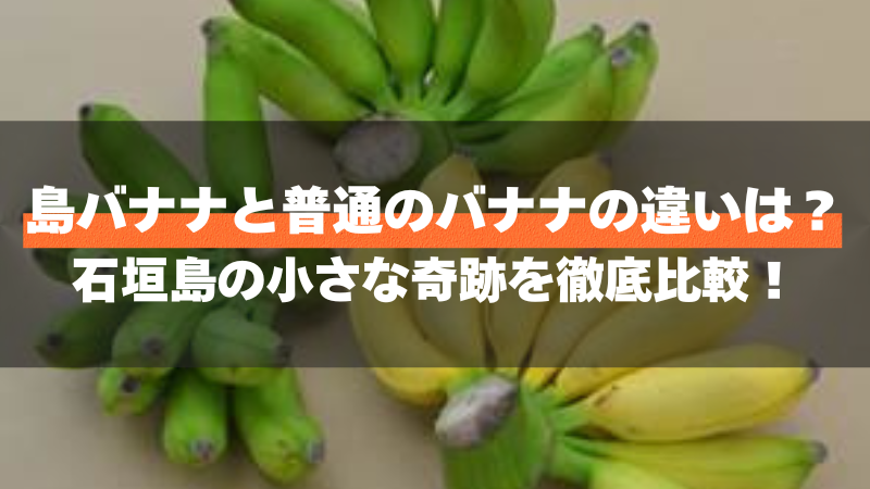 島バナナと普通のバナナの違いは?石垣島の小さな奇跡を徹底比較!