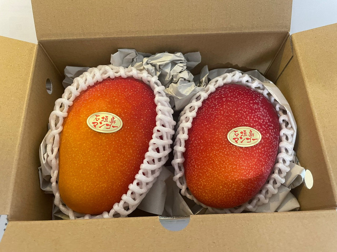 【セール開催中！】石垣島産マンゴー、収穫開始しました！