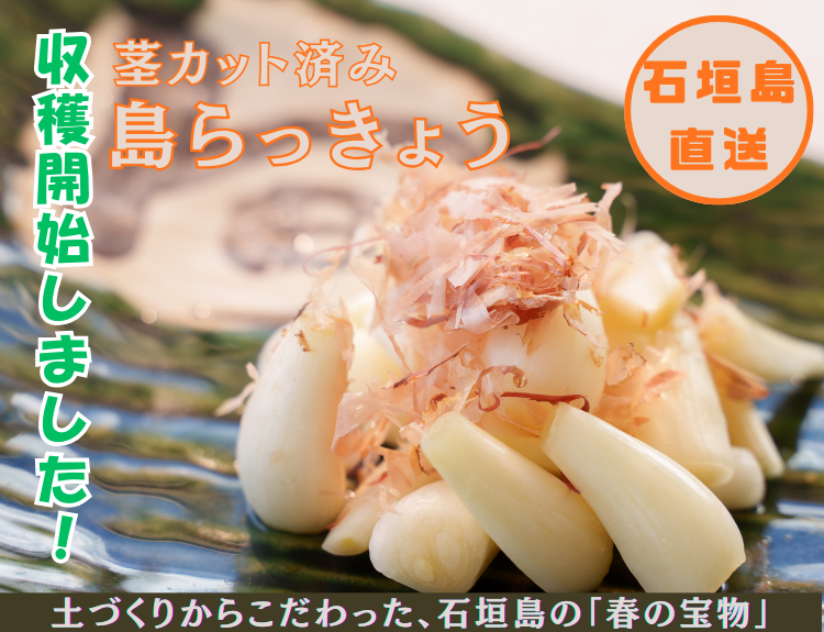 石垣島産 島らっきょう 販売開始！