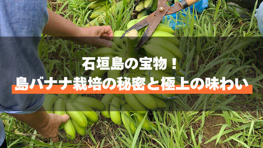 石垣島の宝物！島バナナ栽培の秘密と極上の味わい