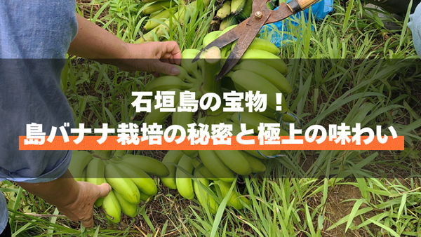 石垣島の宝物！島バナナ栽培の秘密と極上の味わい