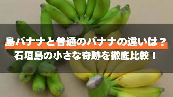 島バナナと普通のバナナの違いは?石垣島の小さな奇跡を徹底比較!