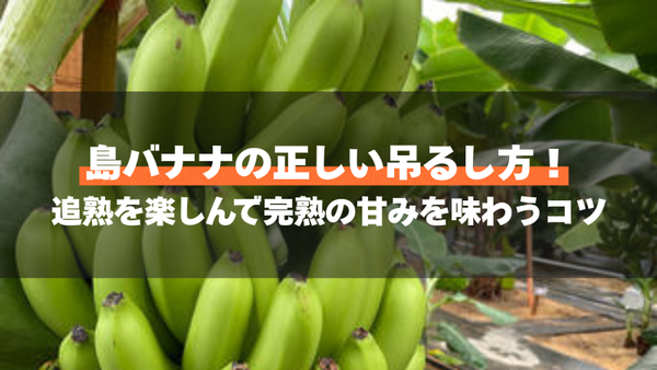 島バナナの正しい吊るし方！追熟を楽しんで完熟の甘みを味わうコツ