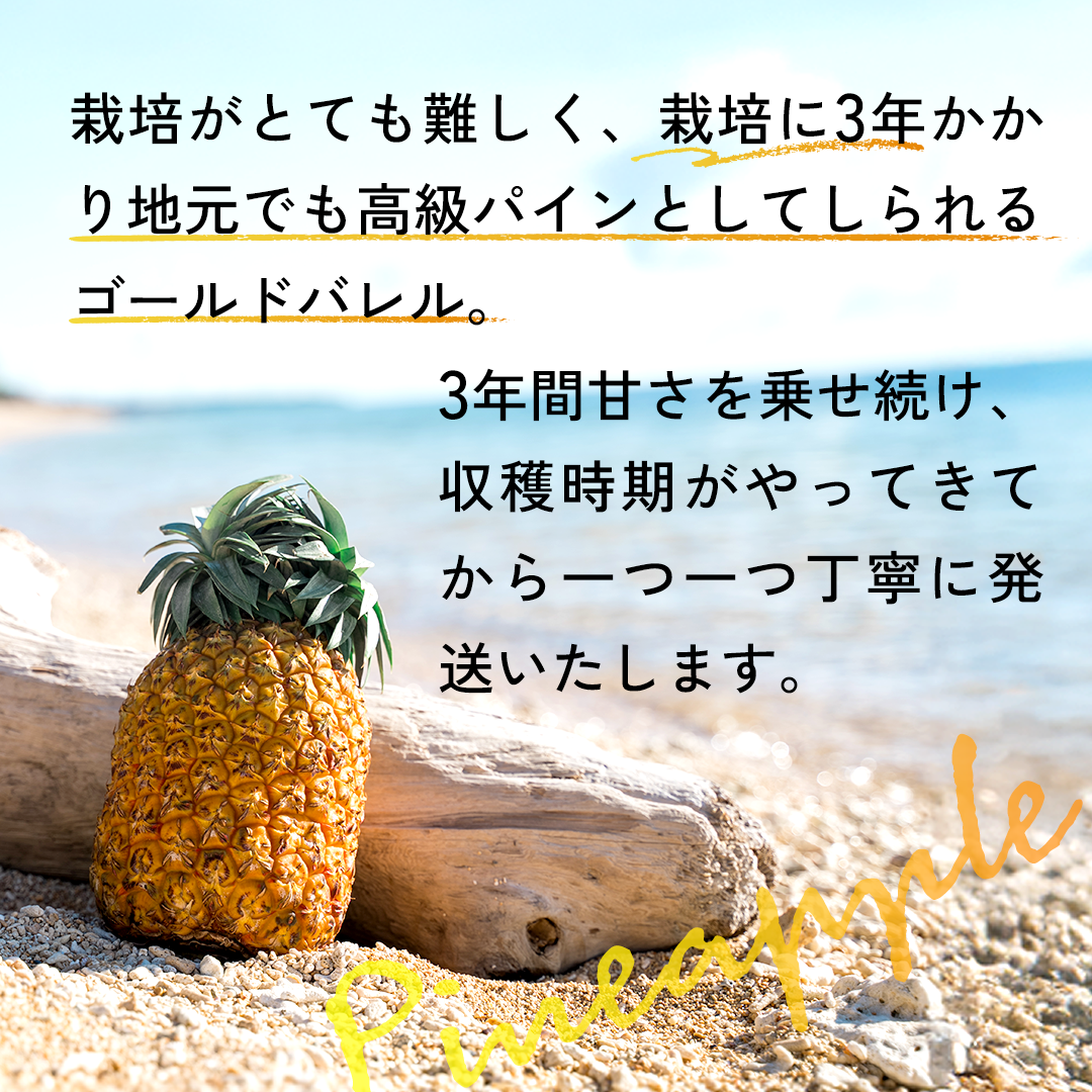 【2025年予約受付中】ゴールドバレル【6月中旬より順次発送】