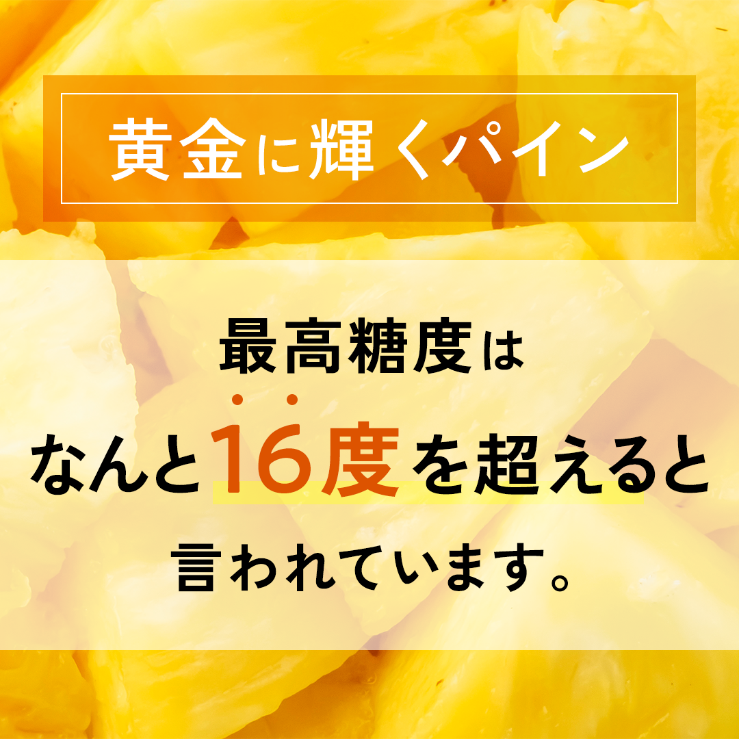 【2025年予約受付中】黄金パイン【6月中旬より順次発送】