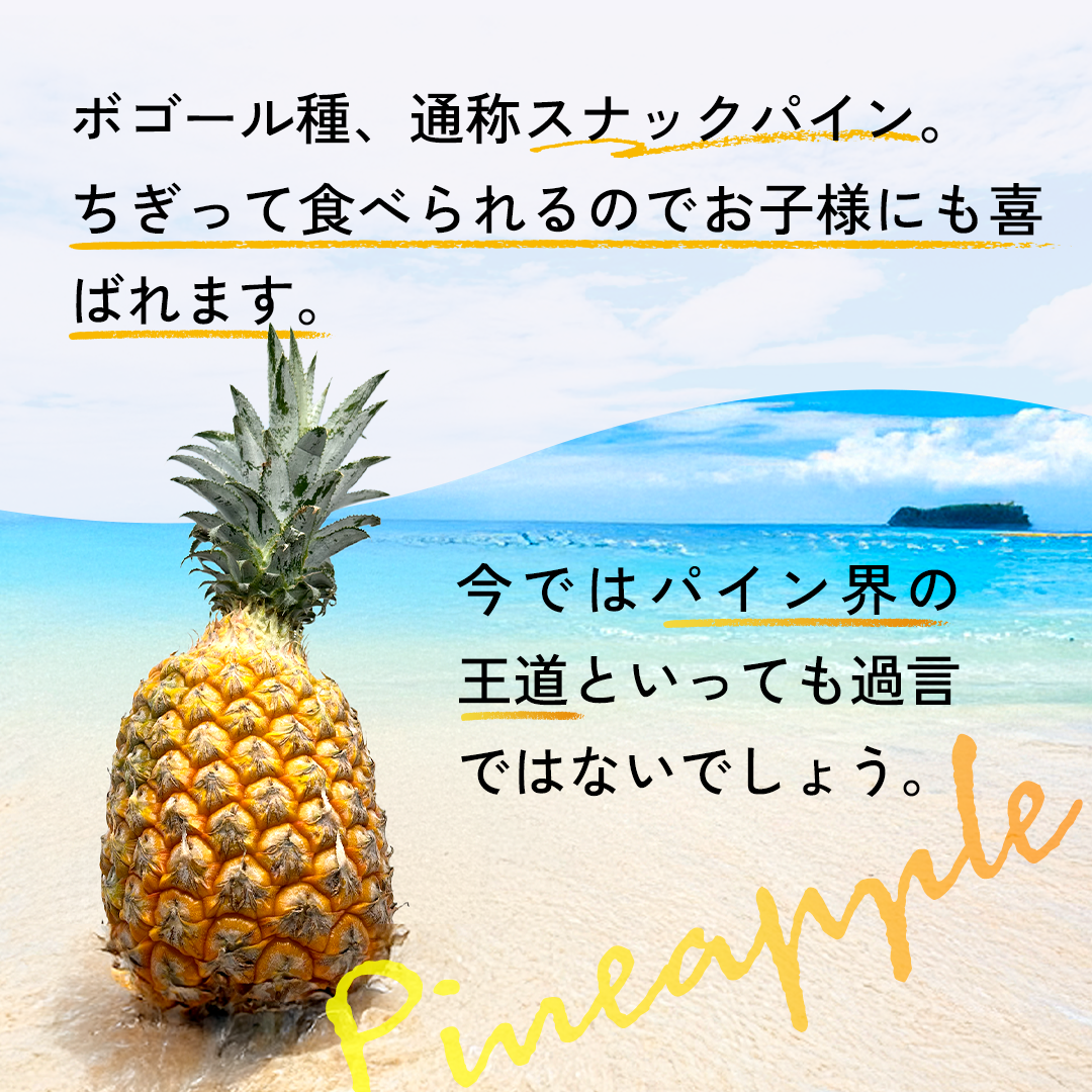 【2025年予約受付中】スナックパイン【4月中旬より順次発送】