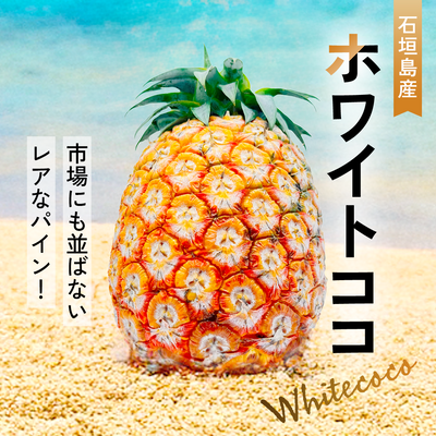 【2025年予約受付中】ホワイトココ【5月下旬より順次発送】