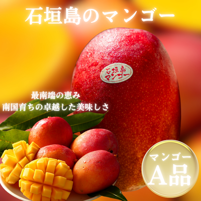 【2025年予約受付中】石垣島産完熟マンゴー【6月下旬より順次発送】