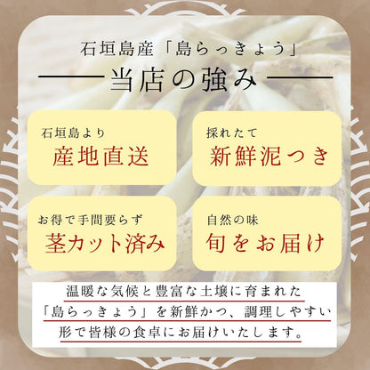 【2026年春出荷予定】茎カット済み島らっきょう【予約先行受付】