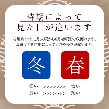 【2026年春出荷予定】茎カット済み島らっきょう【予約先行受付】