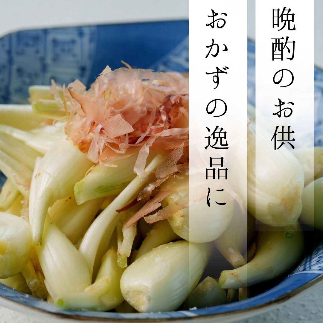 【2026年春出荷予定】茎カット済み島らっきょう【予約先行受付】